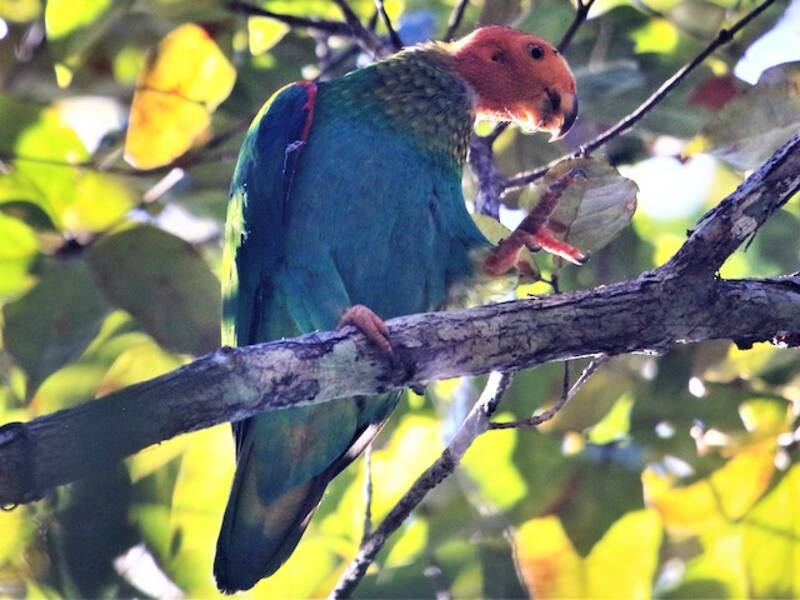 Loro calvo