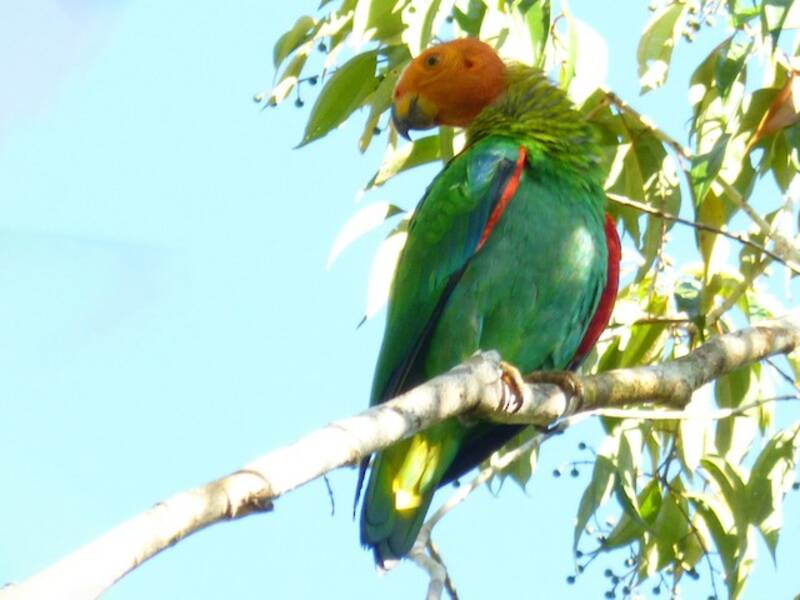 Loro calvo, Fotos 3