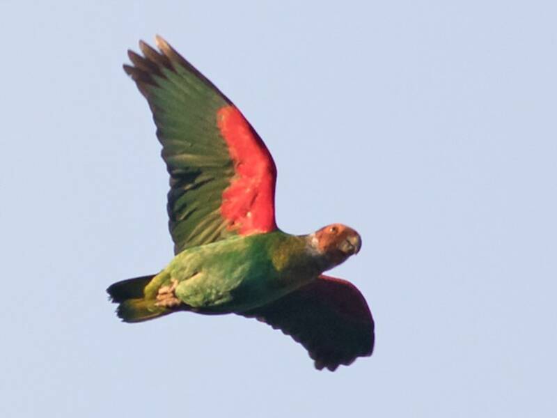 Loro calvo, Fotos 2