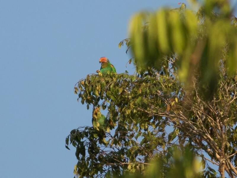 Loro calvo, Fotos 4