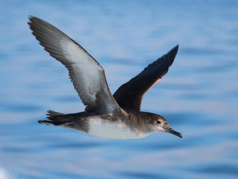 Balearic Shearwater, Photos 4