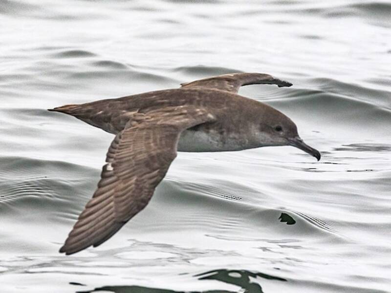 Balearic Shearwater, Photos 3