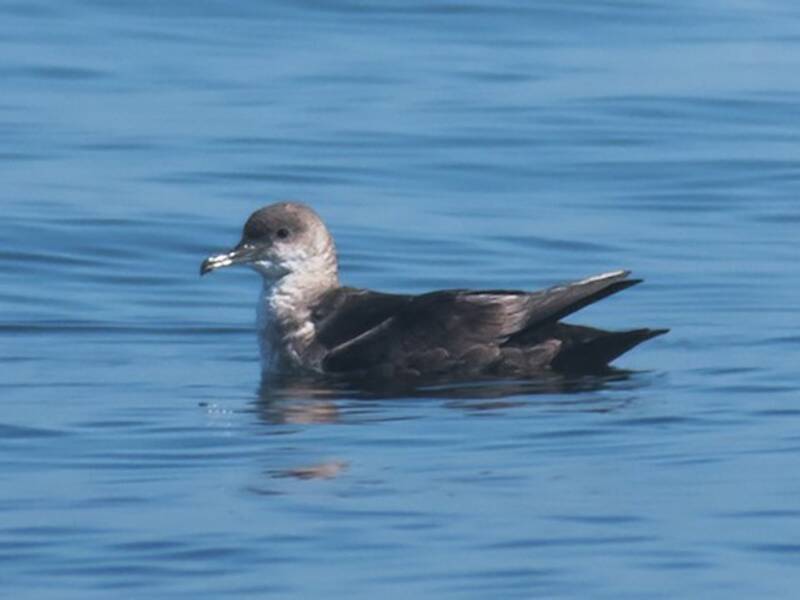 Balearic Shearwater, Photos 2