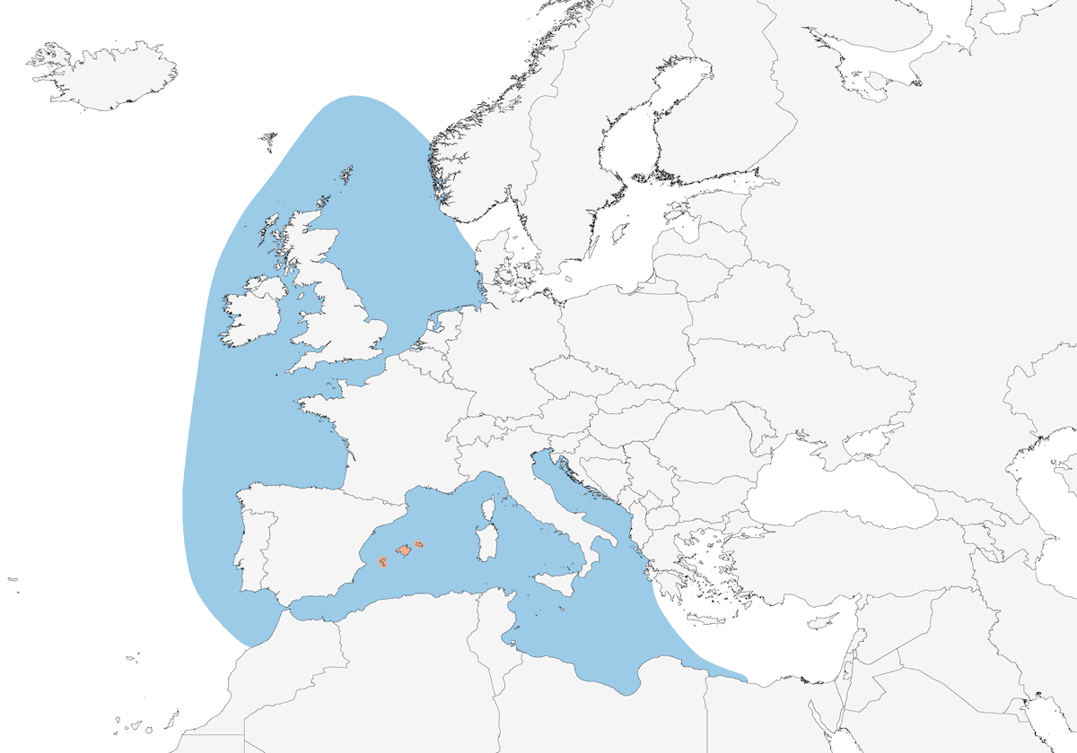 Balearic Shearwater, Distribution 1
