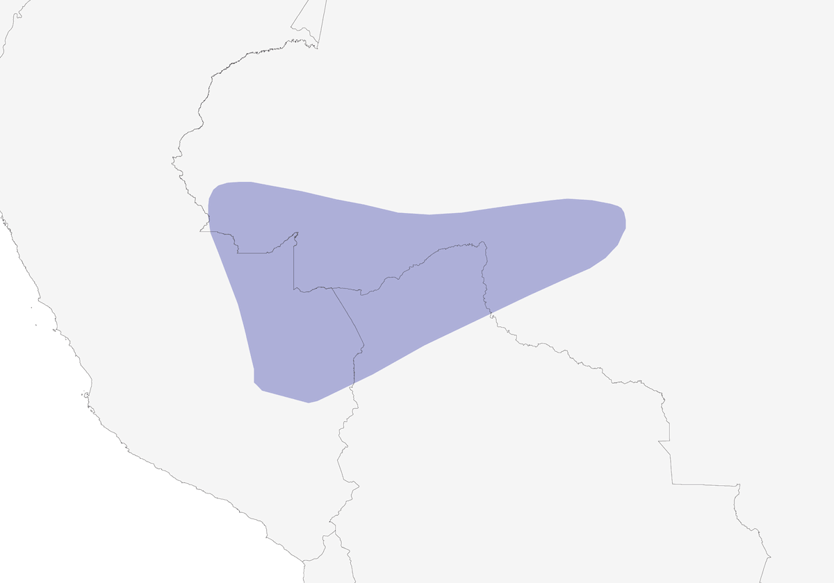 Batara di bambù, Distribuzione 1