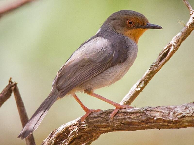 Bamendaapalis, Fotos 3