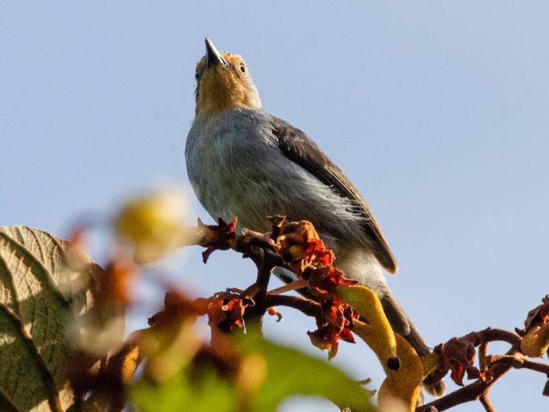 Bamendaapalis, Fotos 4