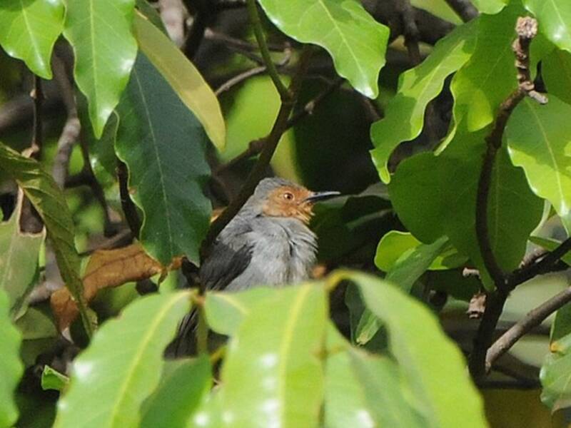 Bamendaapalis, Fotos 2