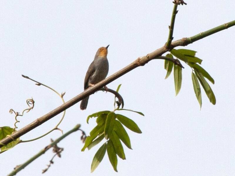 Apalis de Bamenda