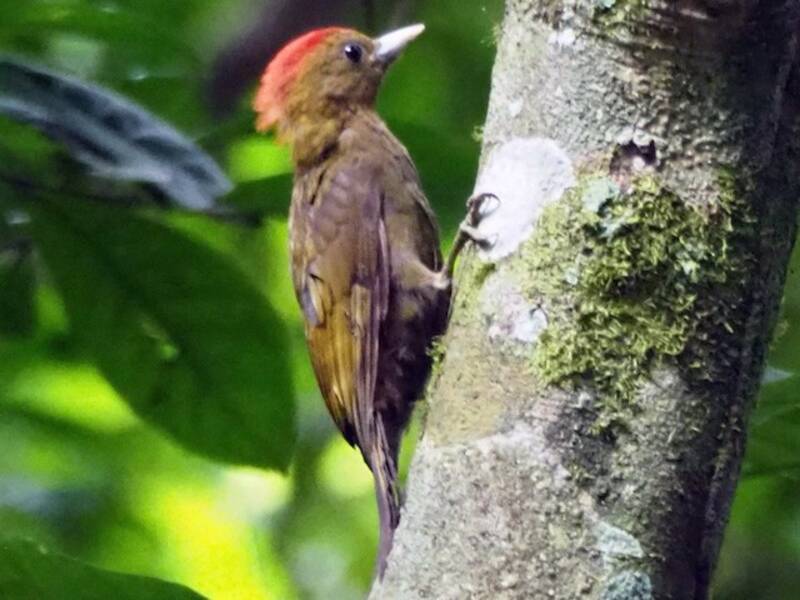 Bamboo Woodpecker, 照片 3