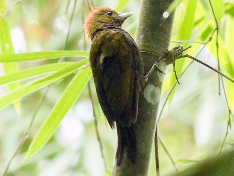 Bamboo Woodpecker, 照片 4