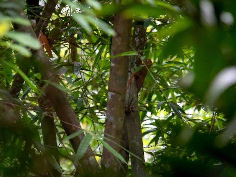 Bamboo Woodpecker, 照片 2