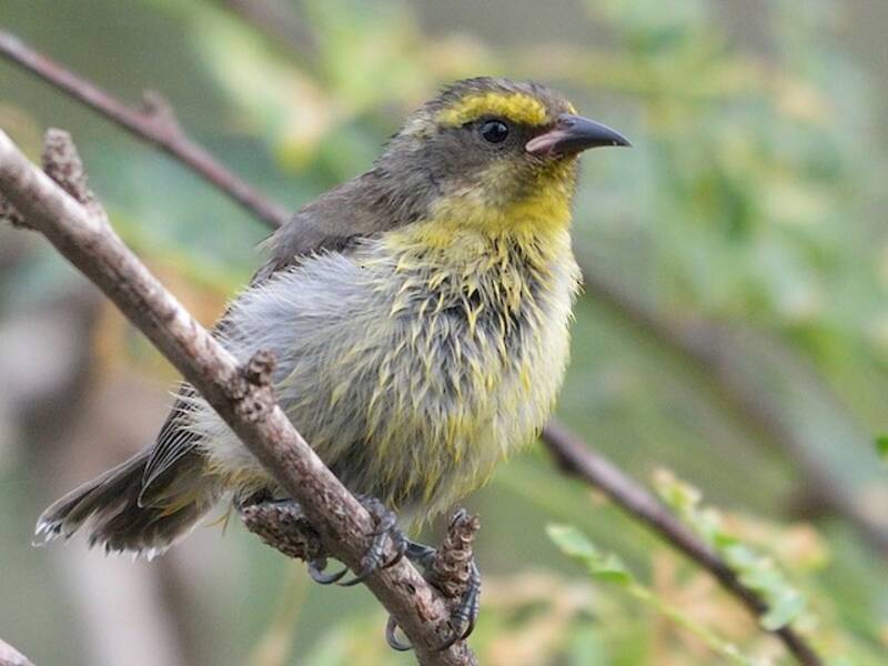 Bananaquit (Coereba flaveola)