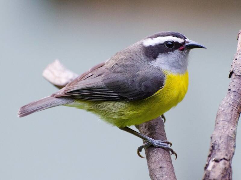 Sucrier à ventre jaune, Photos 2