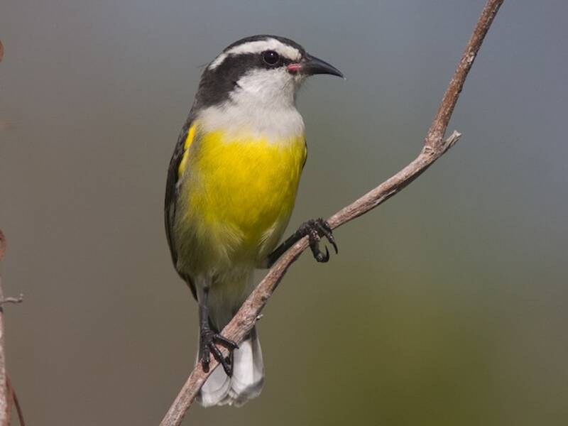 Sucrier à ventre jaune, Photos 4
