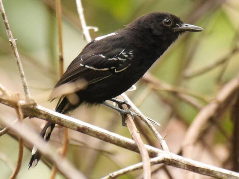 Bananal Antbird, Photos 3