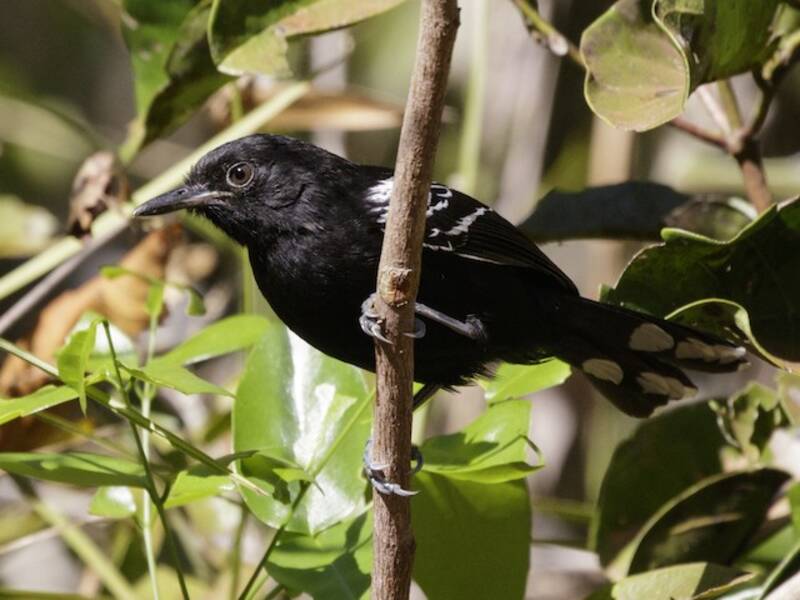 Bananal Antbird, Photos 2
