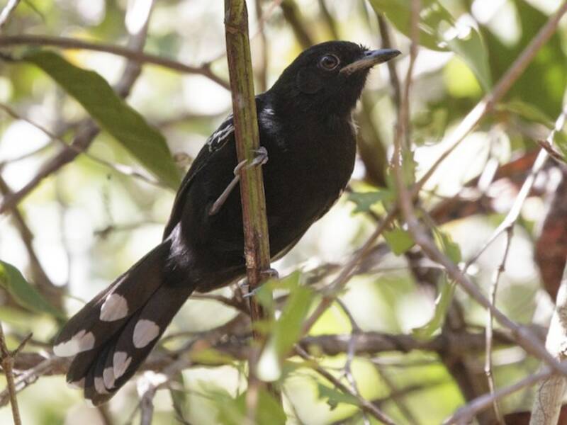 Bananal Antbird