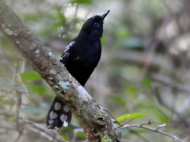 Bananal Antbird, Photos 4