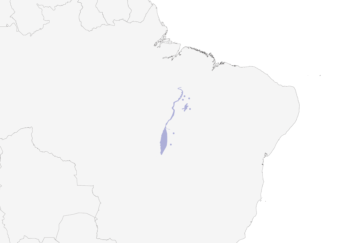 Bananal Antbird, Distribution 1
