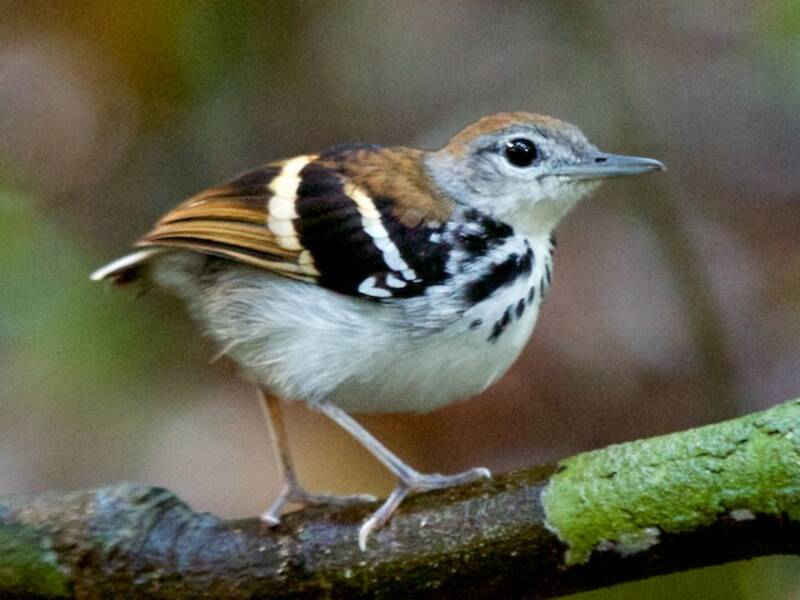 Binden-Ameisenvogel, Fotos 4