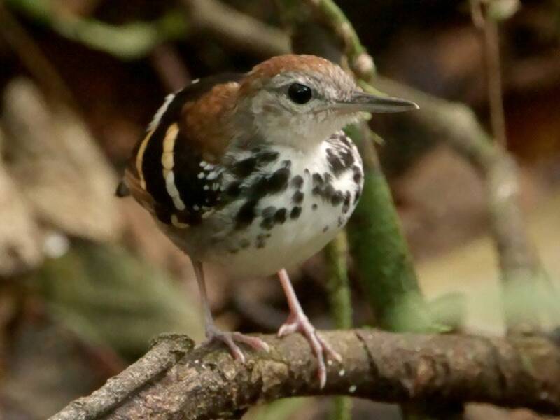 Binden-Ameisenvogel, Fotos 3