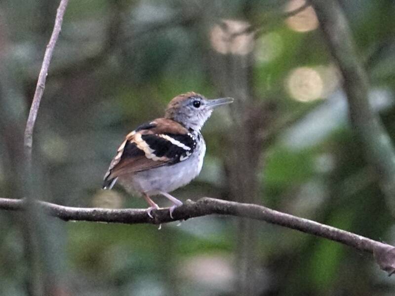 Binden-Ameisenvogel, Fotos 2