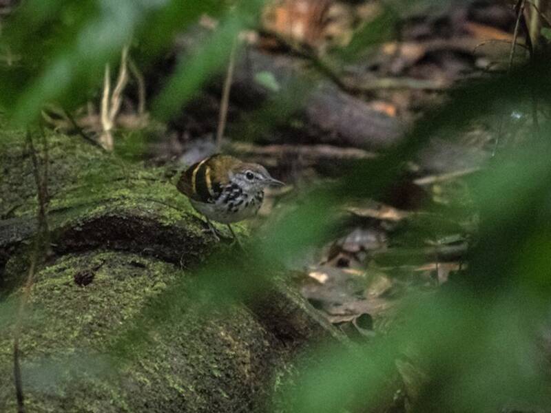 Banded Antbird (Dichrozona cincta)