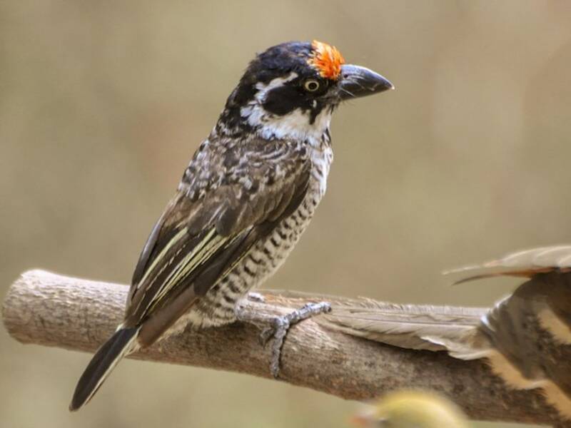 Banded Barbet