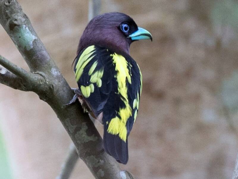 Eurilaimo fasciato, Foto 4