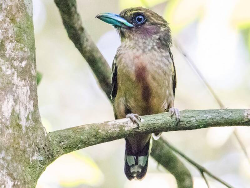Banded Broadbill (Eurylaimus javanicus)