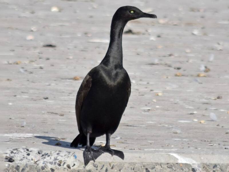 Bank Cormorant