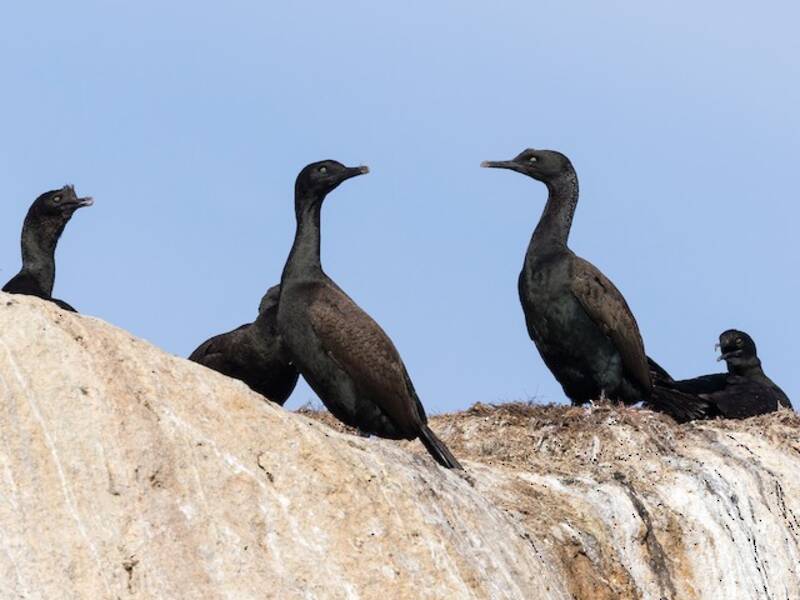 Bank Cormorant, 照片 2