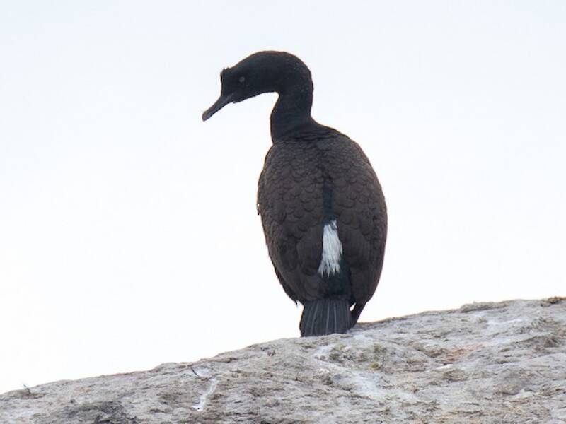 Bank Cormorant, 照片 3