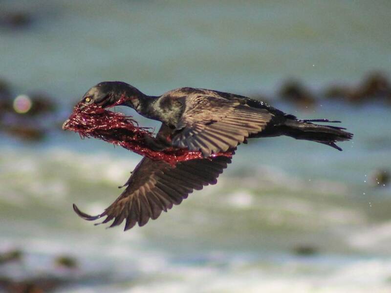 Bank Cormorant, 照片 4