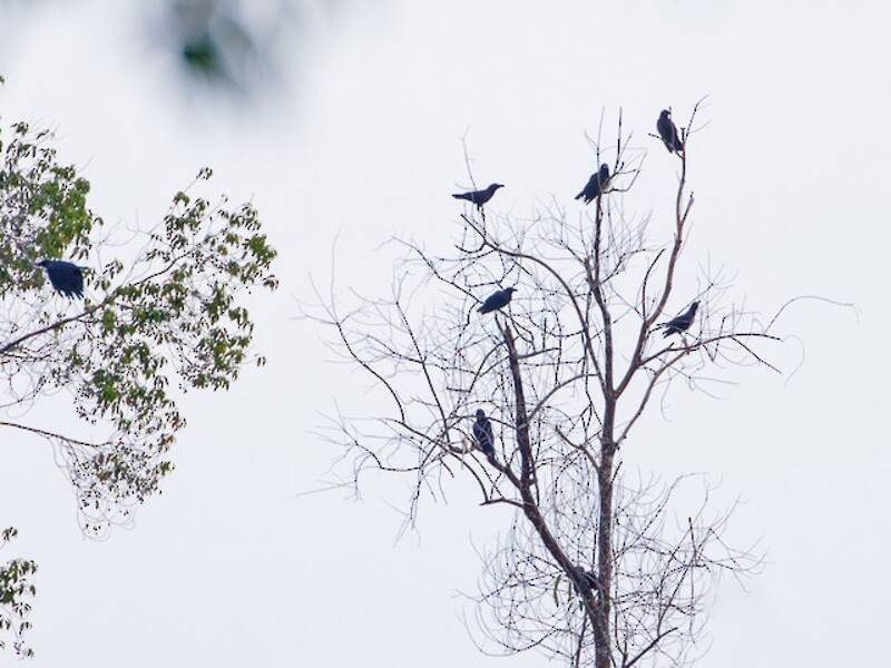 Banggai Crow
