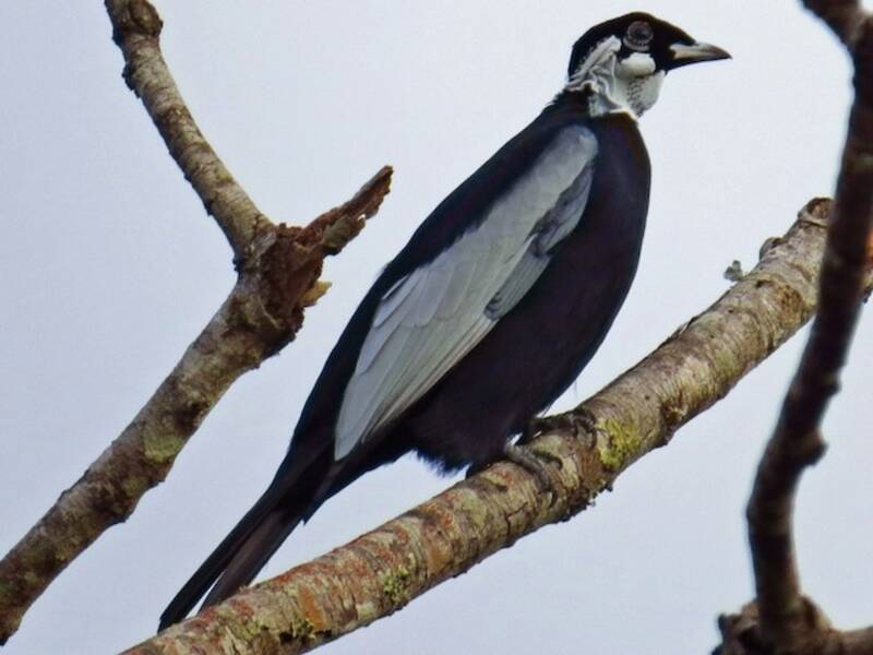 Bare-necked Fruitcrow