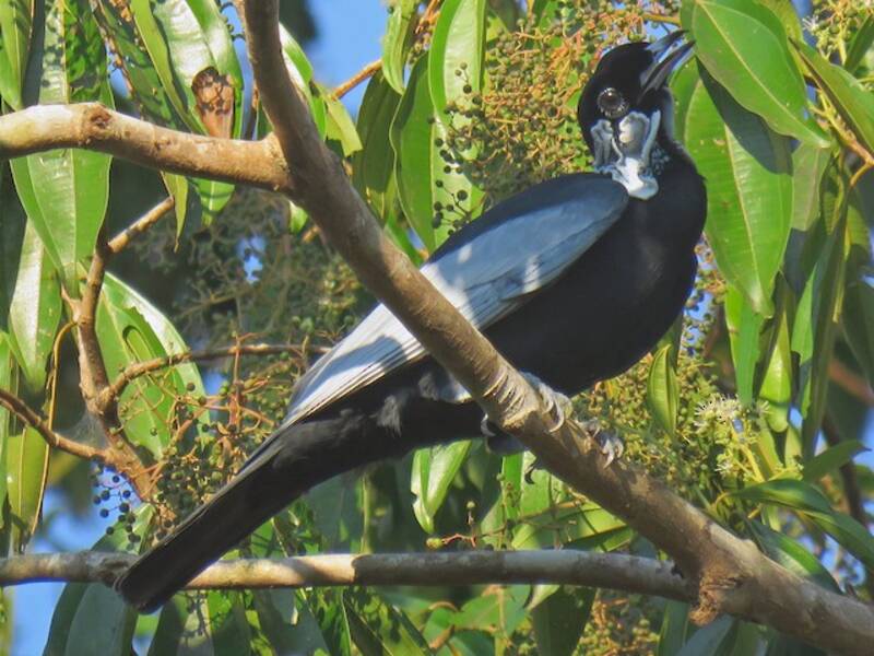 Bare-necked Fruitcrow, 照片 2