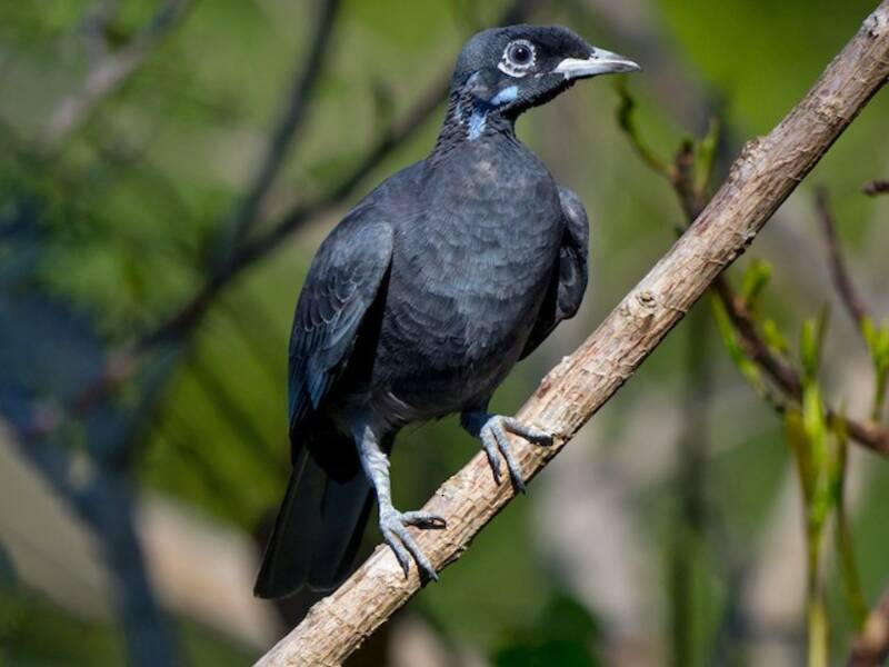 Bare-necked Fruitcrow, 照片 4