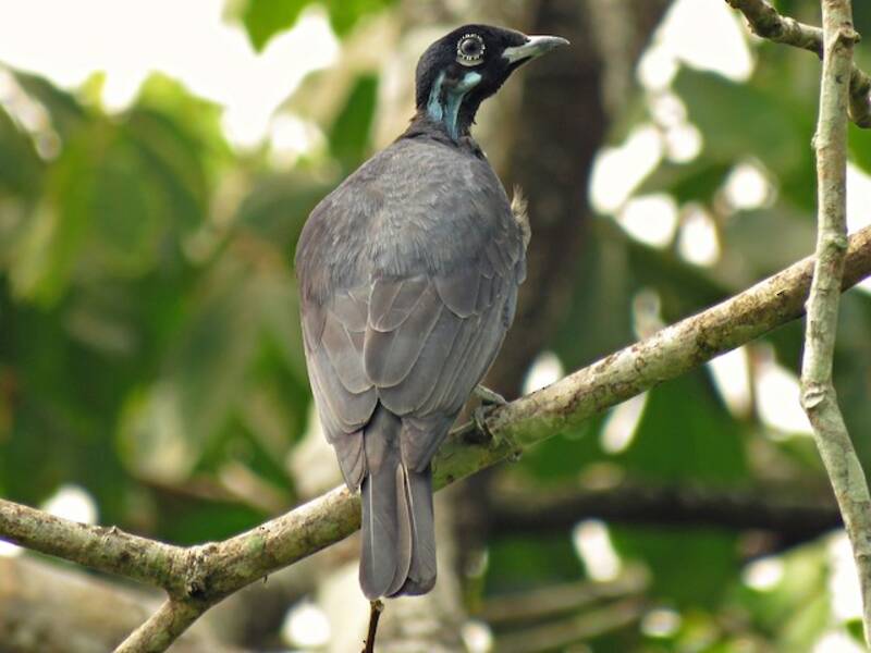 Bare-necked Fruitcrow, 照片 3
