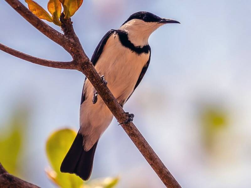 Banded Honeyeater, 照片 2
