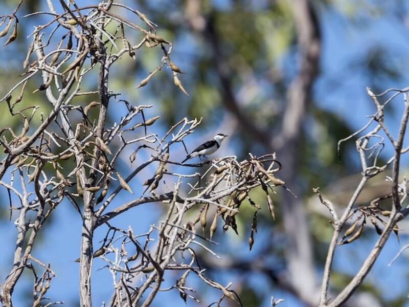 Banded Honeyeater, 照片 3