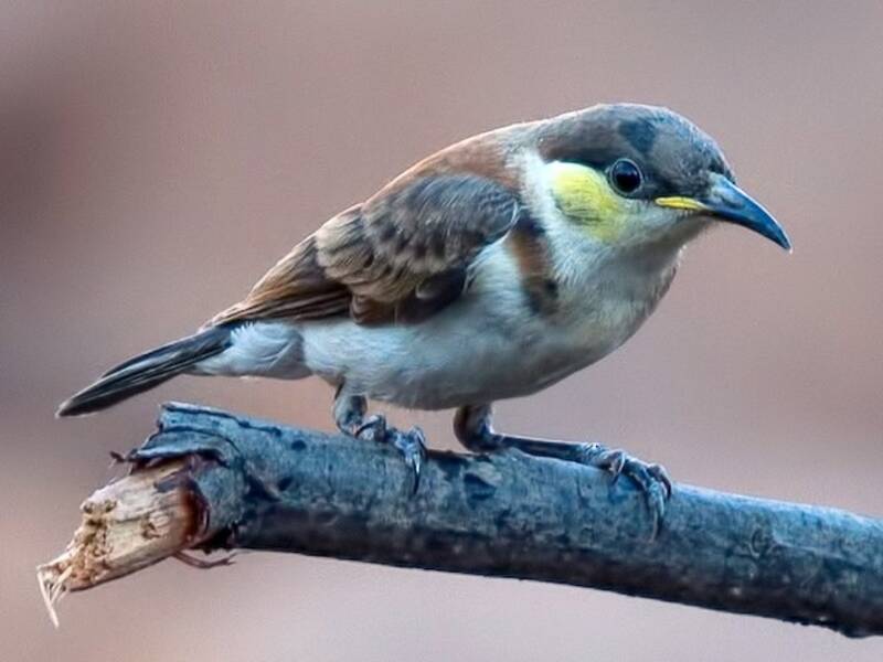 Banded Honeyeater