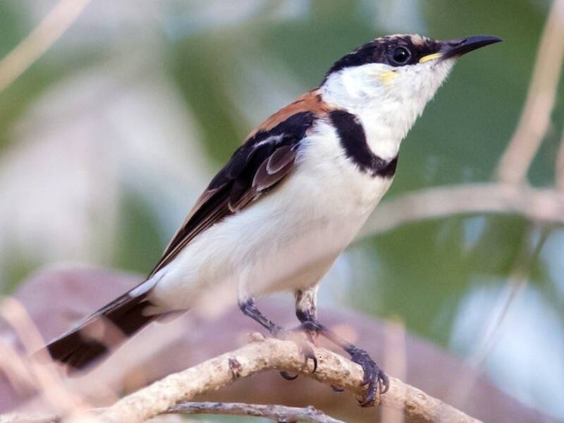 Banded Honeyeater, 照片 4