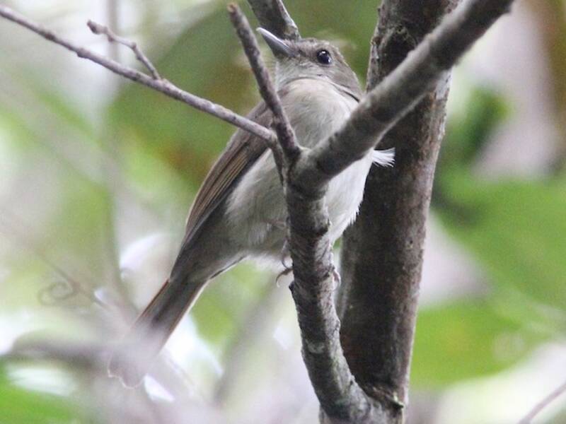Banggai-Dschungelfliegenschnäpper, Fotos 4