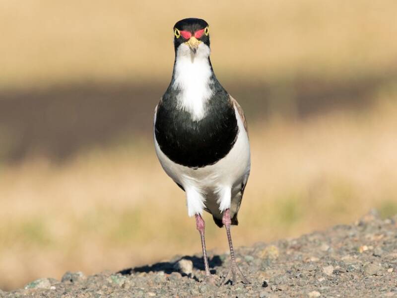 Banded Lapwing, Photos 2