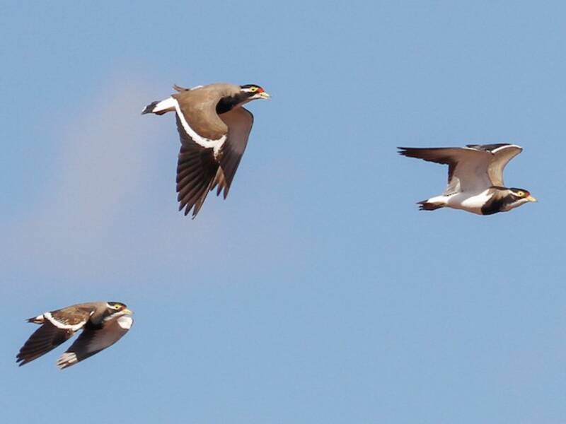 Banded Lapwing, Photos 3