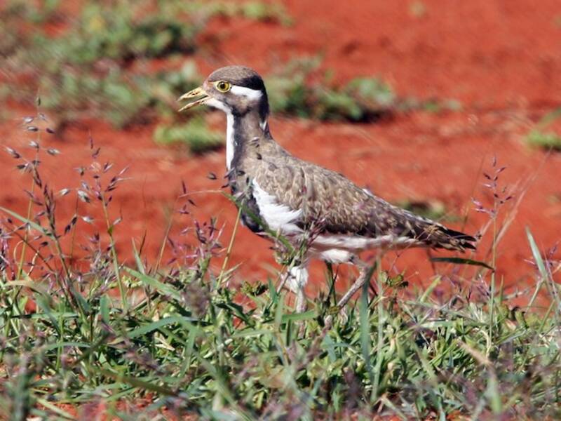 Banded Lapwing, Photos 4