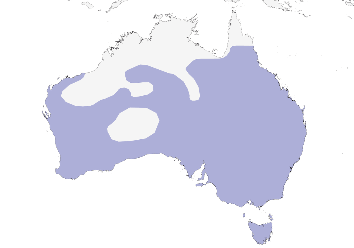 Banded Lapwing, Distribution 1