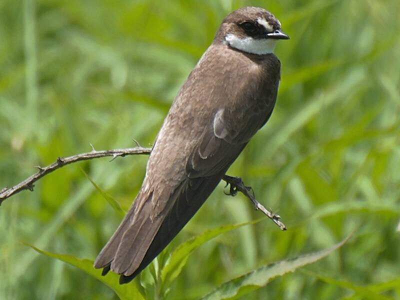 Banded Martin